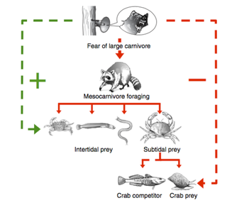 Credit: J. P. Suraci et al., 2016/Nature Communications